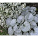 Photo Courtesy of TERRA NOVA® Nurseries, Inc.