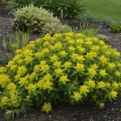 Photo Courtesy of Walter's Gardens, Inc.
