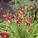 Photo Courtesy of Walter's Gardens, Inc.