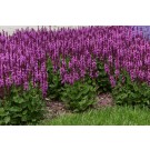 Photo Courtesy of Ball Horticultural Company