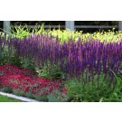 Photo Courtesy of Ball Horticultural Company