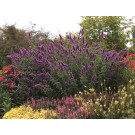 Photo Courtesy of TERRA NOVA® Nurseries, Inc.