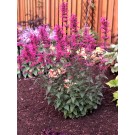 Photo Courtesy of TERRA NOVA® Nurseries, Inc.