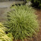Photo Courtesy of Walter's Gardens, Inc.