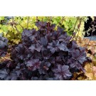 Photo Courtesy of TERRA NOVA® Nurseries, Inc.