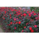 Photo Courtesy of Certified Roses