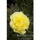 Photo Courtesy of Monrovia