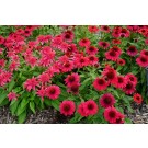 Photo Courtesy of Ball Horticultural Company