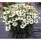 Photo Courtesy of TERRA NOVA® Nurseries, Inc.