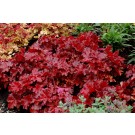 Photo Courtesy of TERRA NOVA® Nurseries, Inc.