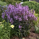 Photo Courtesy of Walters Gardens, Inc.