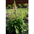 Photo Courtesy of Ball Horticultural Company