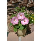 Photo Courtesy of Syngenta Flowers