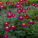 Photo Courtesy of Walter's Gardens, Inc.