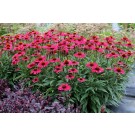 Photo Courtesy of TERRA NOVA® Nurseries, Inc.