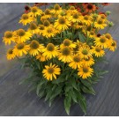 Photo Courtesy of TERRA NOVA® Nurseries, Inc.