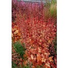 Photo Courtesy of TERRA NOVA® Nurseries, Inc.