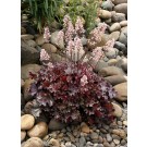 Photo Courtesy of TERRA NOVA® Nurseries, Inc.