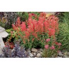 Photo Courtesy of TERRA NOVA® Nurseries, Inc.