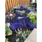 Photo Courtesy of TERRA NOVA® Nurseries, Inc.