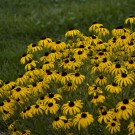 Photo Courtesy of Walter's Gardens, Inc.