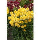 Photo Courtesy of TERRA NOVA® Nurseries, Inc.