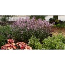 Photo Courtesy of TERRA NOVA® Nurseries