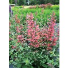 Photo Courtesy of TERRA NOVA® Nurseries, Inc.