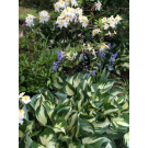 Photo Courtesy of Ball Horticultural Company
