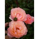 Photo Courtesy of Bailey Nurseries Inc.
