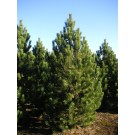 8-9' crop for 2013 ©photo Arbortanics Inc.