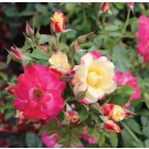 Photo Courtesy of Bailey Nurseries Inc.