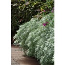 Photo Courtesy of Ball Horticultural Company