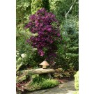 Photo Courtesy of Ball Horticultural Company