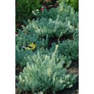 Photo Courtesy of Ball Horticultural Company
