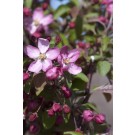 Photo Courtesy of Bailey Nurseries Inc.