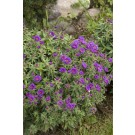 Photo Courtesy of Bailey Nurseries Inc.