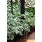 Photo Courtesy of Ball Horticultural Company
