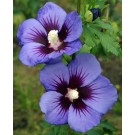Photo Courtesy of Bailey Nurseries Inc.