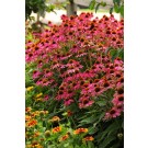 Photo Courtesy of Ball Horticultural Company