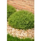 Photo Courtesy of Bailey Nurseries Inc.