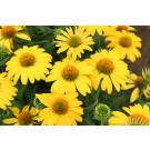 Photo Courtesy of Ball Horticultural Company
