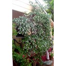 Photo Courtesy of Bailey Nurseries Inc.