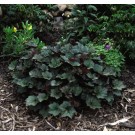 Photo Courtesy of Bailey Nurseries Inc.