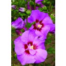Photo Courtesy of Bailey Nurseries