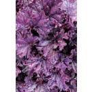 Photo Courtesy of TERRA NOVA® Nurseries, Inc.