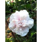 Photo Courtesy of Bailey Nurseries Inc.