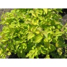 Photo Courtesy of Bailey Nurseries Inc.