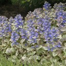 Photo Courtesy of Walter's Gardens