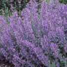 Photo Courtesy of Walter's Gardens, Inc.